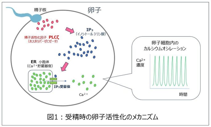 受精時の卵子活性化のメカニズム