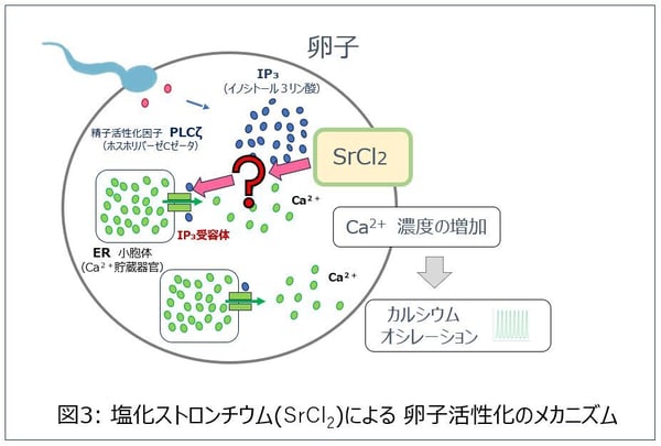 塩化ストロンチウム卵子活性化のメカニズム-2