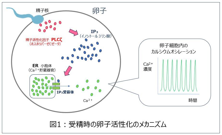 あなたの受胎能力を管理する AOA（人為的卵子活性化）の進化と新たな選択肢